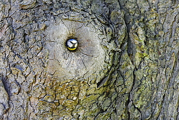 Blue tit (Cyanistes caeruleus) looking out of the entrance hole of the breeding cavity, Moenchbruch nature reserve, Moerfelden, Hesse, Germany, Europe