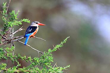 Malachite kingfisher (Corythornis cristatus), Samburu National Reserve, Kenya, Africa