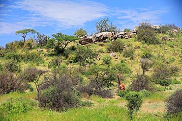 Reticulated giraffe (Giraffa reticulata), savannah, mountain, stones, Samburu National Reserve, Kenya, Africa