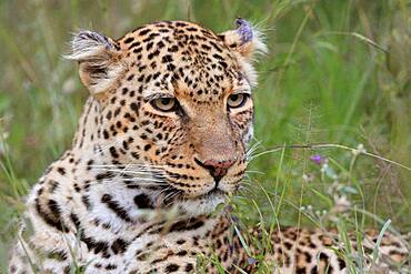 Leopard (Panthera pardus), big cat, portrait, Masai Mara, Kenya, Africa