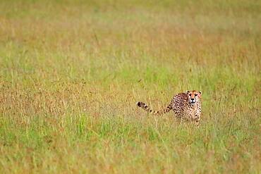 Cheetah (Acinonyx jubatus), stalking, Masai Mara, Kenya, Africa