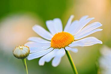 Ox-eye daisy (Leucanthemum vulgare), daisy, meadow meadows, Mengen, Upper Danube nature park Park, Baden-Wuerttemberg, Germany, Europe