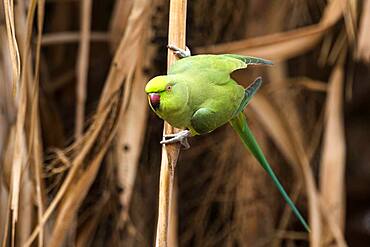 Rose-ringed parakeet (Psittacula krameri), Fuerteventura, Canary Islands, Spain, Europe