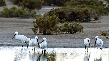 Eurasian spoonbill, spoonbill (Platalea leucorodia), in the lagoon, Fuerteventura, Canary Islands, Spain, Europe