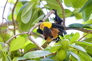 Indian Flying Fox (Pteropus medius), eats fruit, Kuramathi, Maldives, Asia