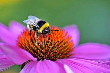 Large earth bumblebee (Bombus terrestris) sitting on a flower, purple coneflower (Echinacea purpurea), North Rhine-Westphalia, Germany, Europe