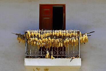 Corn cobs hanging to dry on the balcony, Huarascucho, Yungay Province, Peru, South America