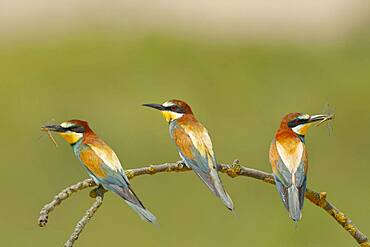 European bee-eaters (Merops apiaster), three birds are sitting on branch, National Park Lake Neusiedl, Burgenland, Austria, Europe