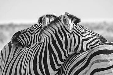 Zebra (Equus burchelli) stripes pattern black and white, Etosha National Park, Namibia, Africa