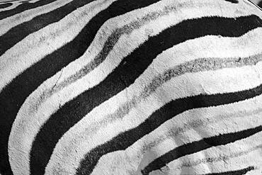 Zebra (Equus burchelli) stripes pattern black and white, Etosha National Park, Namibia, Africa