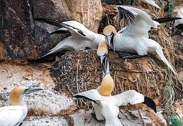 Northern gannet (Morus bassanus), Varanger, Norway, Europe