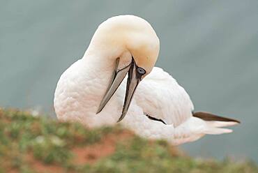 Northern gannet (Morus bassanus), Varanger, Norway, Europe