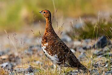 Willow ptarmigan (Lagopus lagopus), summer plumage, Varanger, Norway, Europe