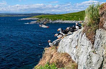 Puffin (Fratercula arctica), Hornoya, Varanger, Norway, Europe