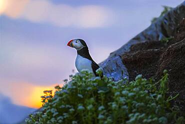 Puffin (Fratercula arctica), evening light, Hornoya, Varanger, Norway, Europe