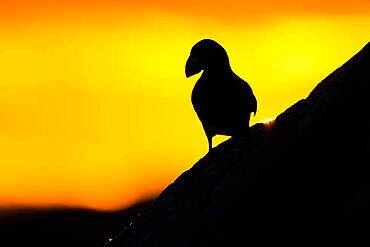 Puffin (Fratercula arctica), evening light, Hornoya, Varanger, Norway, Europe