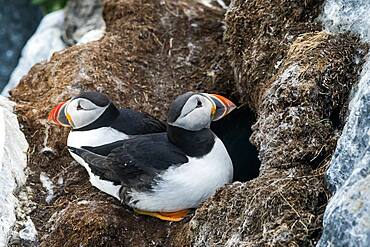 Puffin (Fratercula arctica), breeding den, Hornoya, Varanger, Norway, Europe