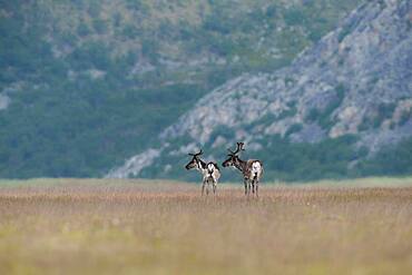 Reindeer (Rangifer tarandus), Hoyholmen, Varanger, Norway, Europe