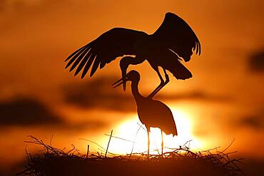 White stork (Ciconia ciconia) mating at sunset on the nest, Germany, Europe