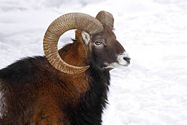 Mouflon (Ovis ammon musimon), ram in winter in the snow, animal portrait, captive, Germany, Europe