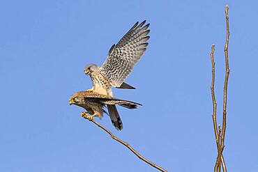 Common kestrels (Falco tinnunculus), mating, Hesse, Germany, Europe