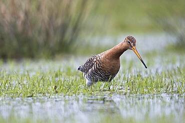 Black-tailed godwit (Limosa limosa), running in wet meadow, Lower Saxony, Germany, Europe