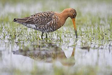 Black-tailed godwit (Limosa limosa), running in wet meadow, Lower Saxony, Germany, Europe