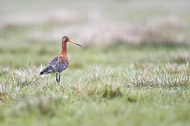 Black-tailed godwit (Limosa limosa), running in wet meadow, Lower Saxony, Germany, Europe