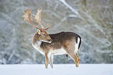 Fallow deer (Dama dama) on a snowy meadow, Bavaria, Germany, Europe