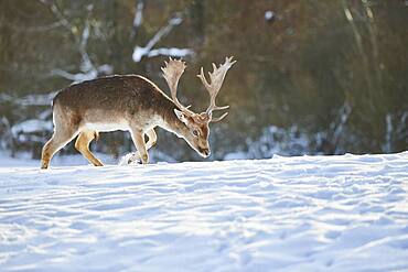 Fallow deer (Dama dama) on a snowy meadow, Bavaria, Germany, Europe