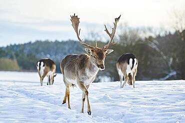 Fallow deer (Dama dama) on a snowy meadow, Bavaria, Germany, Europe