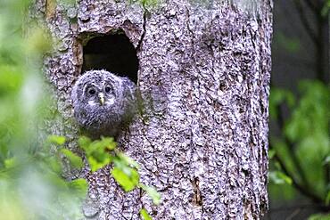 Young hawk owl (Strix uralensis), looking out of the breeding hole, Bavarian Forest, Germany, Europe