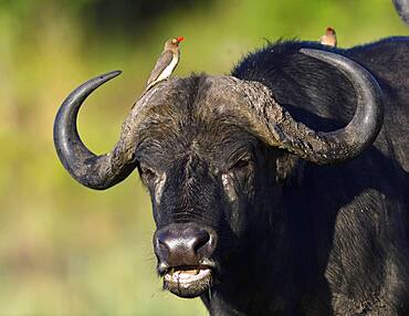 Cape buffalo (Syncerus caffer) with red-billed oxpecker (Buphagus erythrorhynchus), Maasai Mara Game Reserve, Kenya, Africa