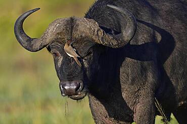 Cape buffalo (Syncerus caffer) with red-billed oxpecker, Maasai Mara Game Reserve, Kenya, Africa