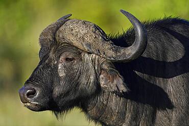 Cape buffalo (Syncerus caffer), portrait, Maasai Mara Game Reserve, Kenya, Africa