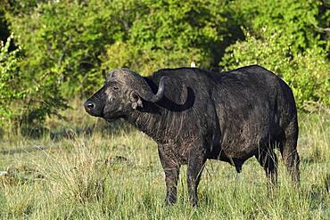 Cape buffalo (Syncerus caffer), portrait, Maasai Mara Game Reserve, Kenya, Africa