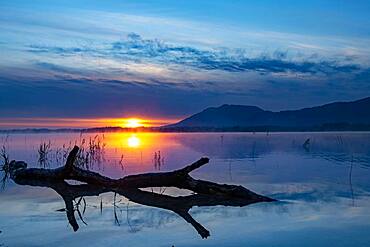 Tree trunk on water surface with reflection at blue hour, Forggensee, Ostallgaeu, Bavaria, Germany, Europe