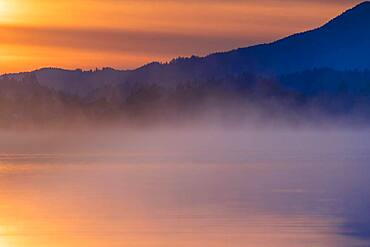 Forest with fog on water surface at blue hour, Forggensee, Ostallgaeu, Bavaria, Germany, Europe