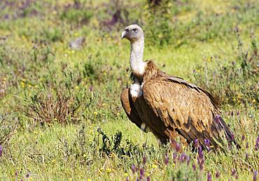 Griffon vulture (Gyps fulvus) at Luderplatz, Castilla-La Mancha, Spain, Europe