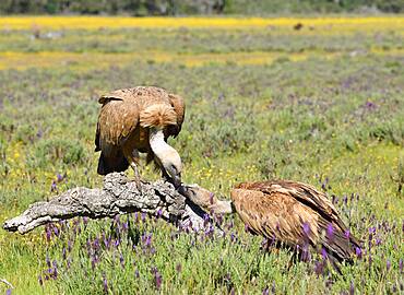 Griffon vulture (Gyps fulvus) on a dead tree, Castilla-La Mancha, Spain, Europe