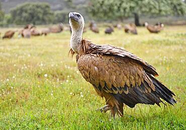 Griffon vulture (Gyps fulvus), feeding ground, Extremadura, Spain, Europe