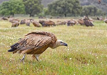 Griffon vulture (Gyps fulvus) at Luderplatz, Castilla-La Mancha, Spain, Europe