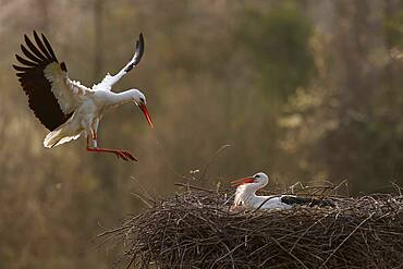 White stork (Ciconia ciconia) flying on the nest, Germany, Europe