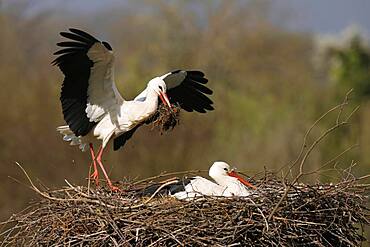 White stork (Ciconia ciconia) flying on the nest, Germany, Europe