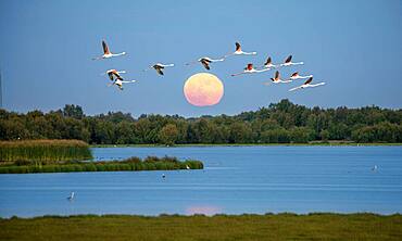 Greater flamingos (Phoenicopterus roseus) in flight, pink flamingos in front of the setting sun over a lake, Donana National Park, Huelva Province, Andalusia, Spain, Europe