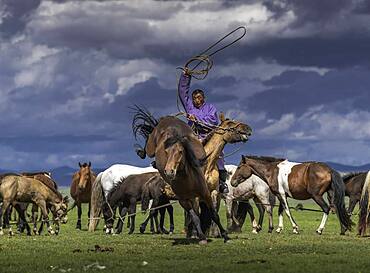 Nomad trying to catch his horse (Equus) in Arkhangai province, Mongolia, Asia