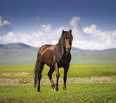 Stallion (Equus ferus caballus) Pose, Arkhangai Province, Mongolia, Asia