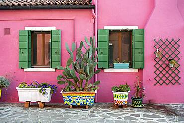 Pink house with flower pots, colorful facade, Burano Island, Venice, Veneto, Italy, Europe