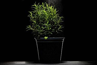 Rosemary (Rosmarinus officinalis) in pot , dark background