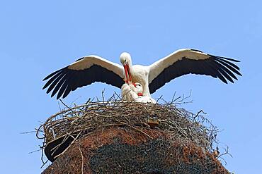 White storks (Ciconia ciconia), mating on the nest, Schleswig-Holstein, Germany, Europe